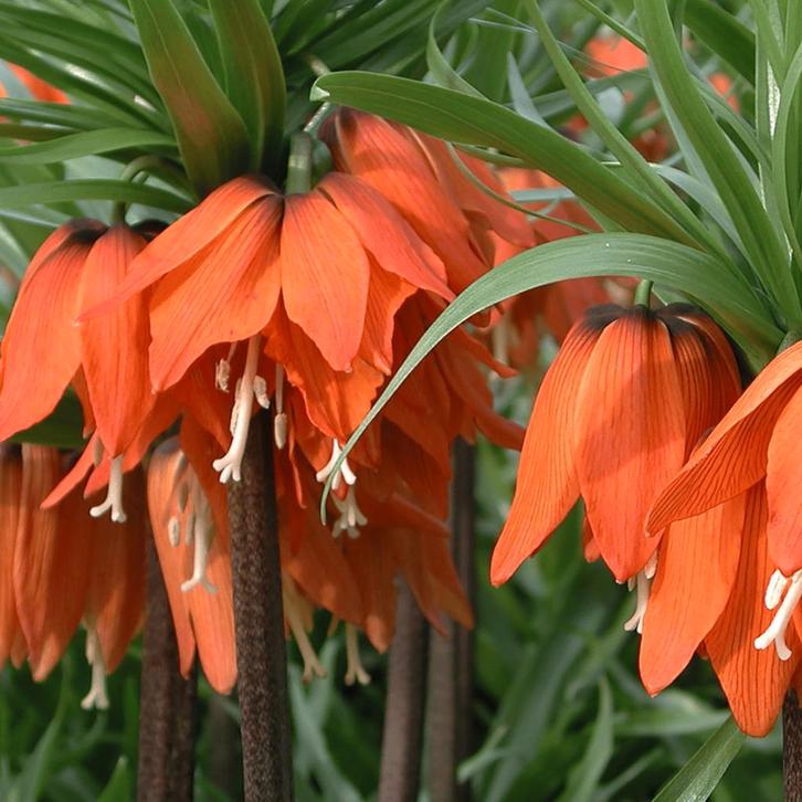 Fritillaria Keizerskroon Rubra rood/oranje 5 stuks, Tuin en Terras, Bloembollen en Zaden, Verzenden