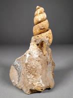 Fantastische fossiele schelpen van buikpotigen - Fossiel, Verzamelen, Mineralen en Fossielen