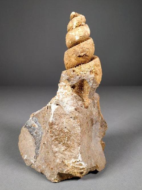 Fantastische fossiele schelpen van buikpotigen - Fossiel, Verzamelen, Mineralen en Fossielen