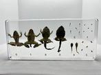 Kikker Taxidermie volledige montage - Pelophylax - 14 cm - 6, Verzamelen, Nieuw