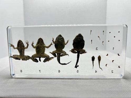Kikker Taxidermie volledige montage - Pelophylax - 14 cm - 6, Verzamelen, Dierenverzamelingen
