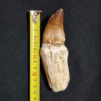 Gefossiliseerde Mosasaurus (Prognathodon) tand met wortel -