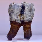 Wolharige neushoorn - Fossiele tand - Coelodonta, Verzamelen