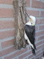 Witte specht Taxidermie volledige montage - Melanerpes, Nieuw