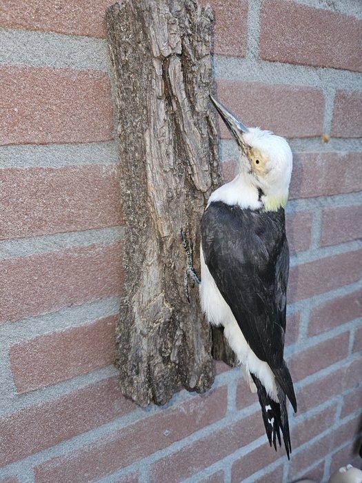 Witte specht Taxidermie volledige montage - Melanerpes, Verzamelen, Dierenverzamelingen