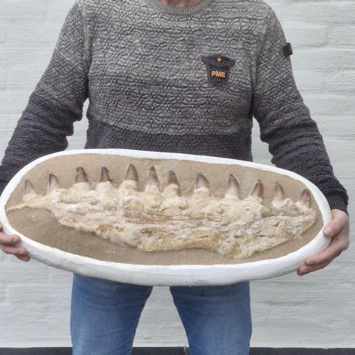 Big fossil mosasaur jaw - Gefossiliseerde kaak - Mosasaurus, Verzamelen, Mineralen en Fossielen