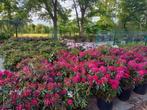 Rhododendron Hybr. Nova Zembla 70-80cm, Ophalen