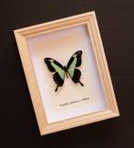 Vlinder Taxidermie volledige montage - Papilio phorcas -, Nieuw