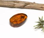 Birmese barnsteen - Fossiele cabochon - with a swarm of