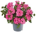 Verbena - Roze / Hangpot 14cm, Ophalen of Verzenden