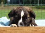 Old English Bulldog pup! | Type Mammut! | Hartelijk Welkom., Parvo, Nederland, 8 tot 15 weken, Bulldog