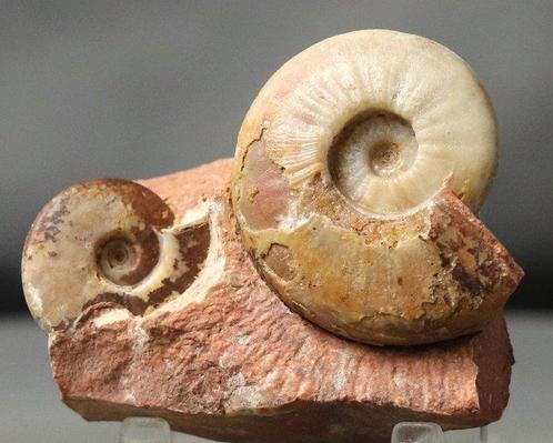 Een zeldzame ammoniet op steen - Uitstekende bewaring -, Verzamelen, Mineralen en Fossielen