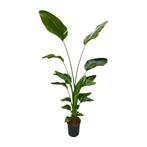 Actie Strelitzia Nicolai | 170 cm - Ø24cm nu voor 70.95, Verzenden