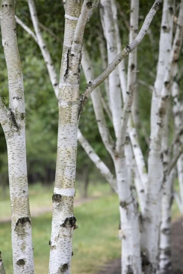 Betula pubescens hoogstam 12/14, Tuin en Terras, Planten | Tuinplanten