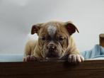 Old English Bulldog pups! t Gezonde type. Mogen direct mee!, Parvo, Nederland, 8 tot 15 weken, Bulldog