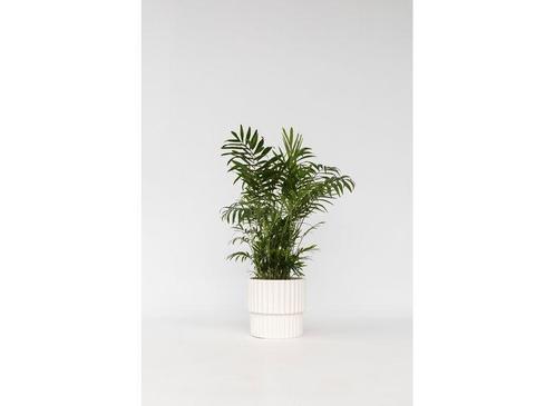 Chamaedorea Elegans Mexican Dwarf Palm P17, Huis en Inrichting, Kamerplanten, Verzenden