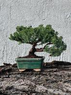 Jeneverbes bonsai (Juniperus) - Hoogte (boom): 16 cm -, Antiek en Kunst