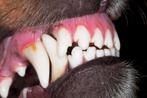 Gebitsverzorgingsproduct voor alle huisdieren, Dieren en Toebehoren, Ophalen of Verzenden, Nieuw