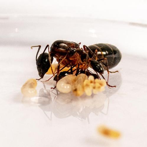 Camponotus barbaricus kolonie, koningin en 2-5 werksters, Vo, Dieren en Toebehoren, Insecten en Spinnen