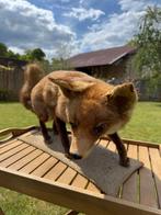 Rode vos Taxidermie volledige montage - Vulpes Vulpes - 35, Nieuw