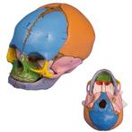 Anatomie model schedel foetus, 38 weken, Nieuw, Verzenden