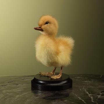 Geel Eendje Taxidermie Opgezette Dieren By Max beschikbaar voor biedingen