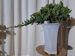 XL juniperus bonsai cascade in grote bonsaipot - Hoogte
