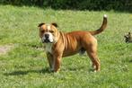 3/4 Engelse Bulldog geb 8/1/23  reu teef, 1 tot 2 jaar, Parvo, Bulldog, Meerdere