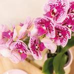 Kolibri Orchids | Roze paarse phalaenopsis orchidee - El Sal, Huis en Inrichting, Verzenden, Nieuw