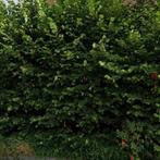 Woning te huur in Almelo - 80 m² - 1 kamer(s), Overige soorten, Almelo, Overijssel