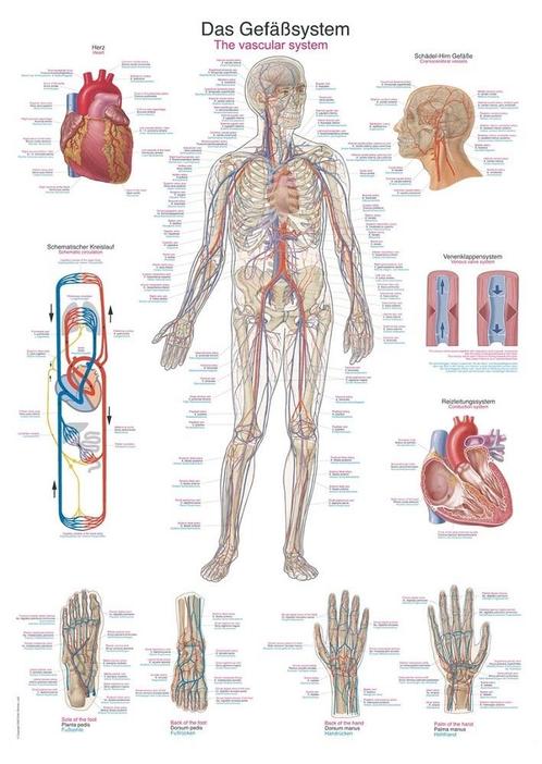 Anatomie poster bloedsomloop (50x70 cm), Sport en Fitness, Overige Sport en Fitness, Nieuw, Verzenden