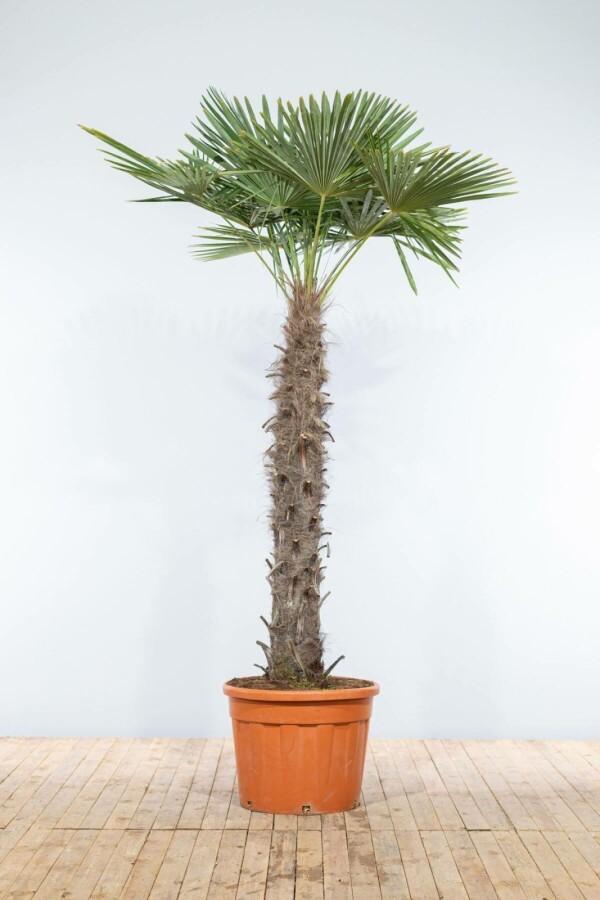 Chinese Waaierpalm / Trachycarpus Fortunei op stam 225-250, Tuin en Terras, Planten | Tuinplanten