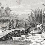 Joseph Décembre-Allonier - Buffon populaire illustré ou