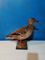 Vrouwelijke koninklijke Duitse herder. Taxidermie volledige, Nieuw