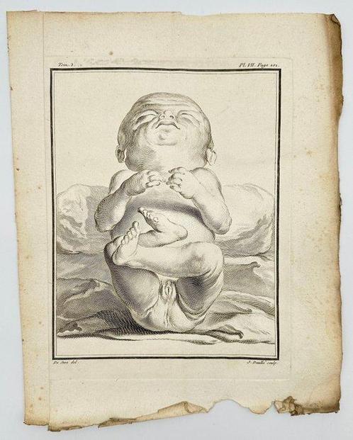 Jacques de Seve & Comte de Buffon (XVIII) - Anatomical, Antiek en Kunst, Antiek | Overige Antiek