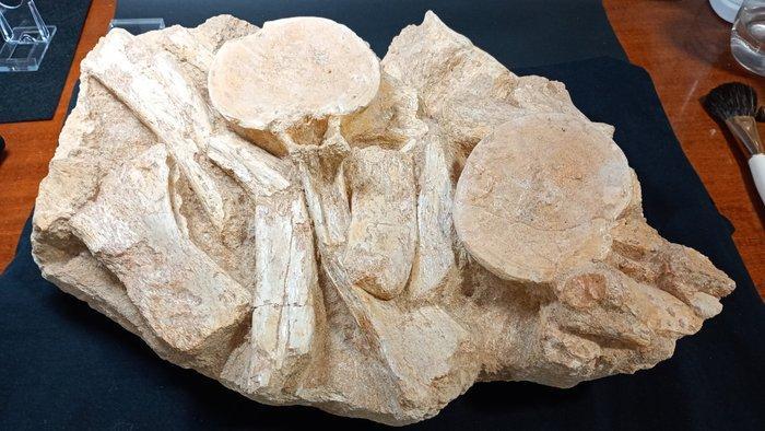 Plesiosaurus - Fossiel skelet - Zarafasaura Oceanis - 36 cm, Verzamelen, Mineralen en Fossielen