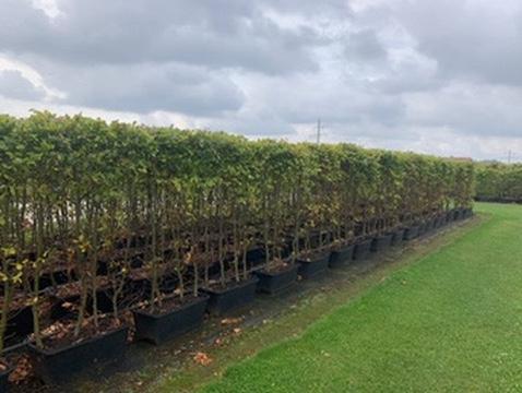 Beuken haag element spotgoedkoop  maar € 25,- per stuk, Tuin en Terras, Planten | Struiken en Hagen, Beukenhaag, Haag, 100 tot 250 cm