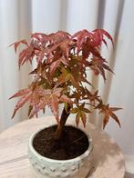 Japanese maple bonsai (Acer palmatum) - Hoogte (boom): 19 cm