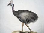 Carl Joseph Brodtmann (b. 1787) - Large format (45.5cm) -