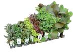Aquariumplanten Mix 10 potten, Ophalen of Verzenden, Nieuw