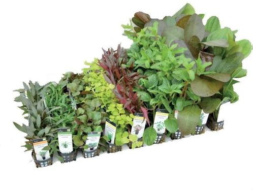 Aquariumplanten Mix 10 potten, Dieren en Toebehoren, Vissen | Aquaria en Toebehoren, Nieuw, Ophalen of Verzenden