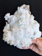 Groot exemplaar Aragoniet, Flos Ferri, fantastisch uit de, Verzamelen