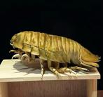 Bathynome Géant Taxidermie volledige montage - Bathynomus