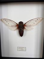 ander Taxidermie volledige montage - Quesada gigas - 23 cm -, Nieuw