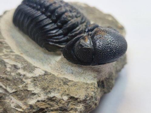 Trilobiet - Gefossiliseerd dier - Phacops - 10 cm (Zonder, Verzamelen, Mineralen en Fossielen
