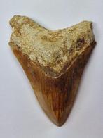 Megalodon - Fossiele tand - 10.7 cm, Verzamelen, Mineralen en Fossielen