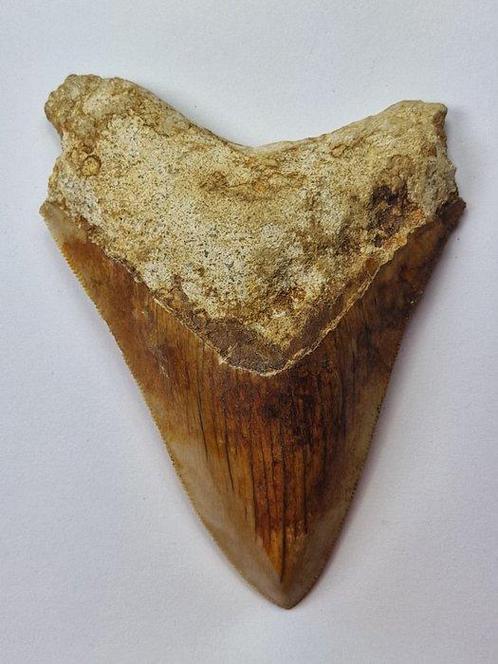 Megalodon - Fossiele tand - 10.7 cm, Verzamelen, Mineralen en Fossielen