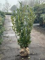 Bod gevraagd Partij Prunus Laurier Novita 140-160 cm, Tuin en Terras, Planten | Struiken en Hagen, Ophalen, Laurier, Haag, 100 tot 250 cm