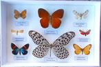 Vlinder Taxidermie volledige montage - Idea stolli (Moore,