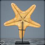 Mooie zeester Asterias Rubens op stand- 316.95 g, Verzamelen, Nieuw
